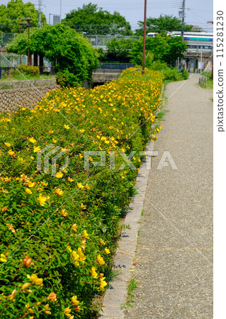 Hidcote shrub with yellow flowers 115281230
