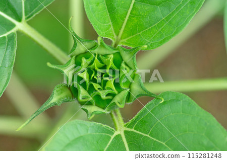 Sunflower bud Sunflower bud 115281248