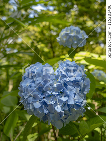 藍色心型繡球花 藍色心型繡球花 115281406
