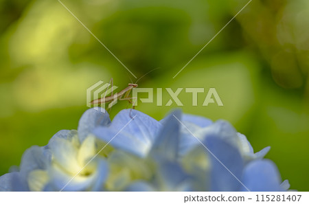 繡球花和小螳螂 繡球花和小螳螂 115281407