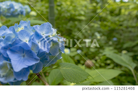 可愛的螳螂與藍色繡球花 可愛的螳螂與藍色繡球花 115281408