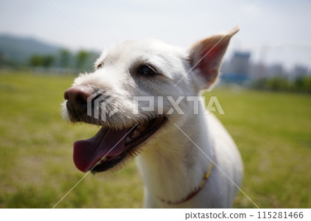 Face of a white dog with tongue out in the park 115281466
