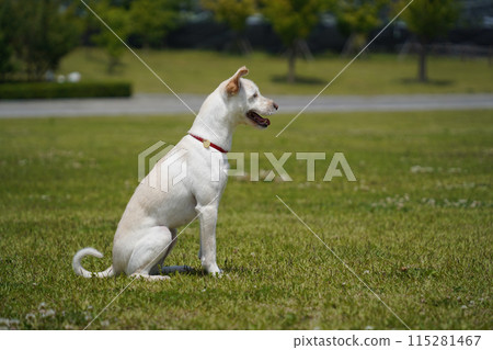 white dog with a red collar sits on the grass. 115281467