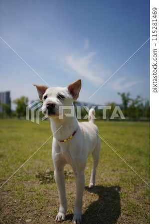 A white dog with a red collar is standing in a sunny park 115281469