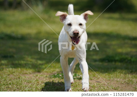 a white dog is running on the grass with its mouth open a white dog is running on the grass with its mouth open 115281470