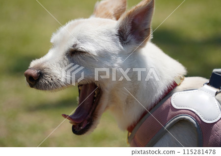 A white dog wearing a harness is yawning 115281478