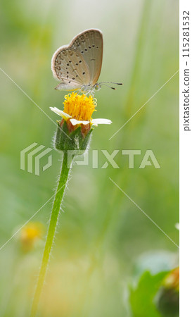 Beautiful Portrait background of Close-up image of a beautiful tiny butterfly on flower in real natural condition 115281532