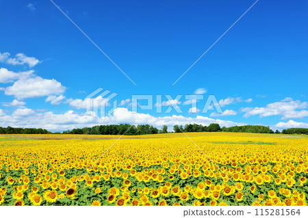 Hokkaido summer blue sky and sunflower landscape 115281564