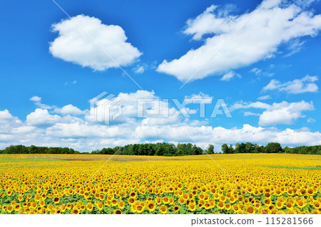 北海道夏天藍天和向日葵風景 115281566