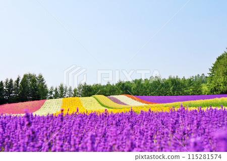 Colorful flower fields in Furano, Hokkaido 115281574