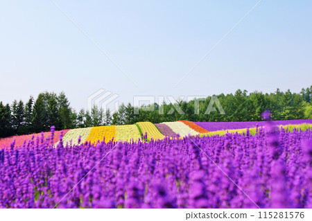 北海道富良野五顏六色的花田 北海道富良野五顏六色的花田 115281576