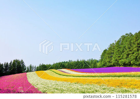 北海道富良野五顏六色的花田 北海道富良野五顏六色的花田 115281578