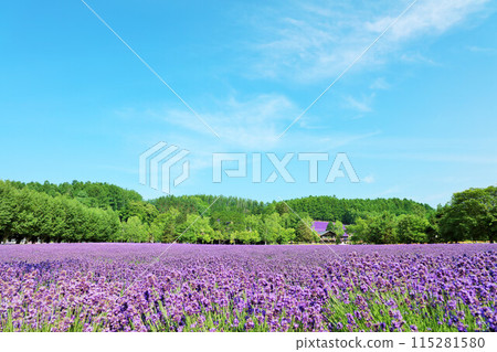 Lavender field of Furano, Hokkaido 115281580