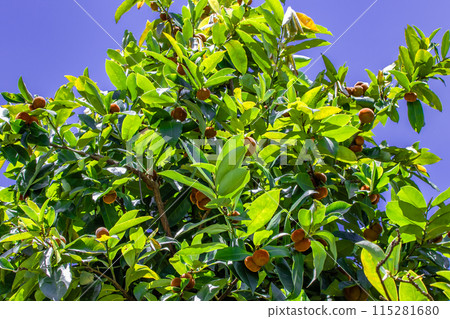 Kuranda Kuranda 115281680