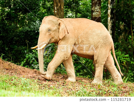 Asian elephant in Khao Yai National Park,Thailand Asian elephant in Khao Yai National Park,Thailand 115281719