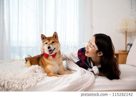 A joyful woman interacts with her Shiba Inu dog wearing red bow tie relax together on cozy white bed 115282142