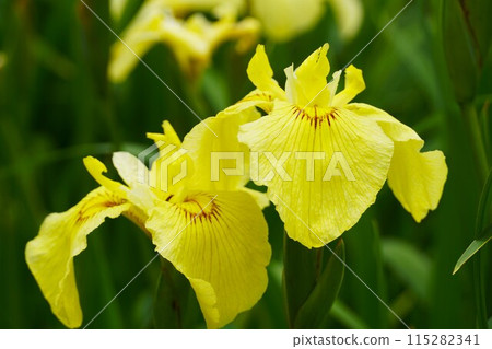 水鄉潮子花菖蒲節 黃花菖蒲盛開的景色(特寫) 水鄉潮子花菖蒲節 黃花菖蒲盛開的景色(特寫) 115282341