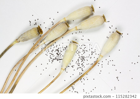 Nagamihinagi seeds Nagamihinagi seeds 115282342