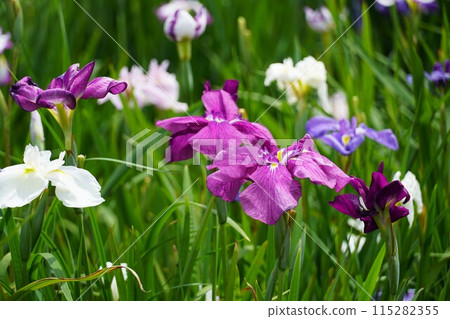 Suigou Itako Iris Festival - Close-up of purple iris flowers in bloom 115282355