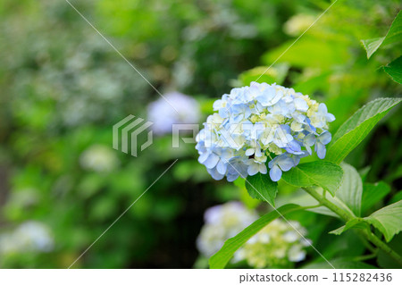 Blue hydrangeas starting to bloom 115282436