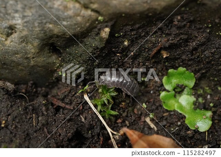 Okandan甲蟲 115282497