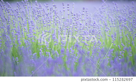 Early summer flower lavender 115282697