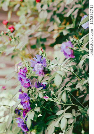 Stock flowers blooming in a winter flowerbed Stock flowers blooming in a winter flowerbed 115282713