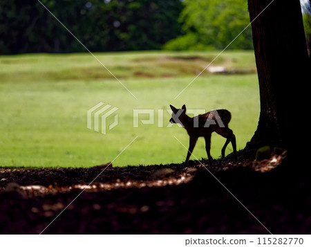 A fawn walking in the shade of a tree in front of the grassland 115282770