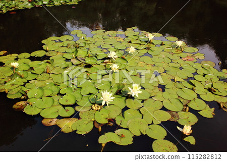 Water lilies in Meiji Shrine Gardens (2) Water lilies in Meiji Shrine Gardens (2) 115282812