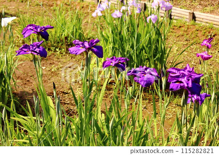 Iris flowers in Meiji Shrine (7) Iris flowers in Meiji Shrine (7) 115282821