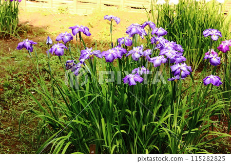 Iris flowers in Meiji Shrine (11) 115282825