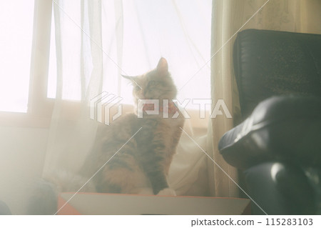 Cat tilting his neck Cat tilting his neck 115283103