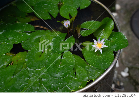 Water lilies bloom on an outdoor display stand with raindrops still on it. 115283104