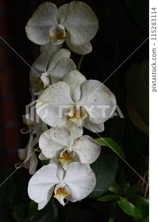 發黴、骯髒的蝴蝶蘭花 115283114