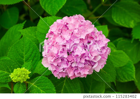 Pink hydrangea flowers blooming in the rainy season 115283402