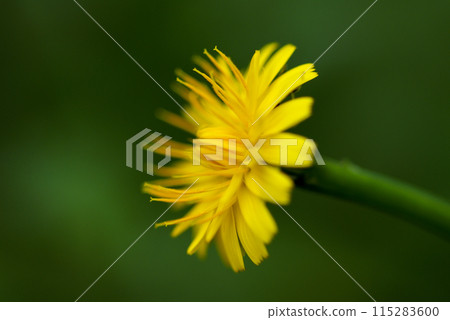 Pork vegetables on the Shinano River and Yasuragi Embankment 115283600