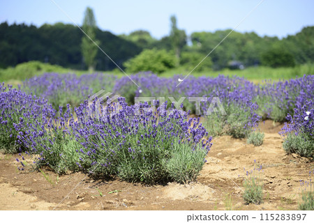 櫻花薰衣草之地 櫻花薰衣草之地 115283897