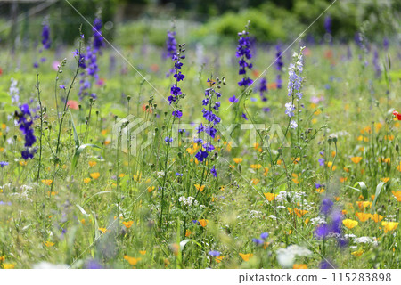 櫻花薰衣草之地 櫻花薰衣草之地 115283898
