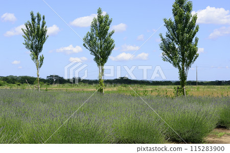Sakura lavender land Sakura lavender land 115283900