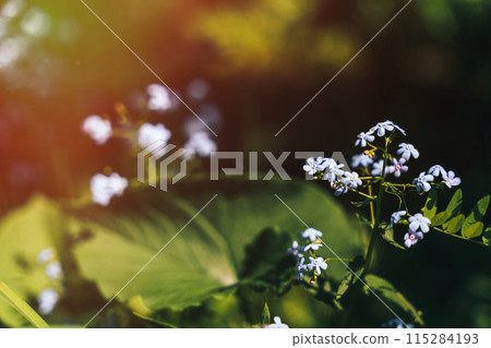 Blue small flowers close -up opposite the leaves Blue small flowers close -up opposite the leaves 115284193