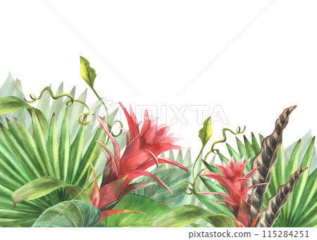 Watercolor Tropical leaves and flowers. Floral banner with palm leaf, green creeper, red buds, exotic home plant. Botanical clipart for card, label. Hand drawn illustration Isolated white background. Watercolor Tropical leaves and flowers. Floral banner with palm leaf, green creeper, red buds, exotic home plant. Botanical clipart for card, label. Hand drawn illustration Isolated white background. 115284251