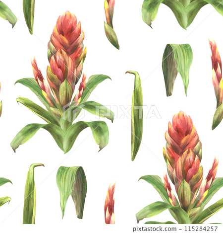 Tropical bromeliad flower seamless pattern, red buds and leaves. Exotic summer print, jungle floral Hawaiian clipart. Watercolor hand drawn illustration for wallpaper, fabric. On isolated background.  115284257