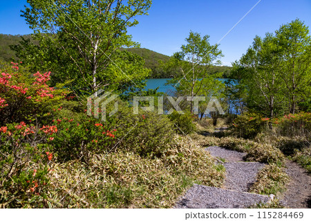 初夏的赤城山、小沼週邊的散步道 初夏的赤城山、小沼週邊的散步道 115284469