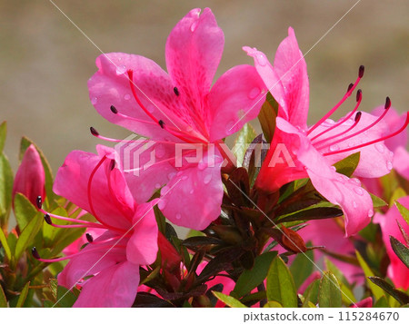 Red azalea flowers after the rain (Kanda Park in spring '24) Red azalea flowers after the rain (Kanda Park in spring '24) 115284670
