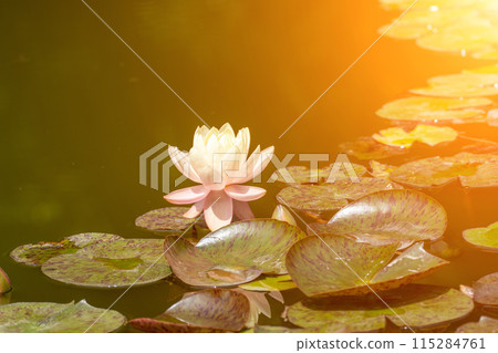 Pink lotus water lily flower in pond, waterlily with green leaves blooming Pink lotus water lily flower in pond, waterlily with green leaves blooming 115284761