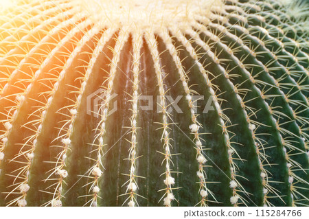 thorn cactus texture background. Golden barrel cactus, golden ball or mother-in-law's cushion Echinocactus grusonii is a species of barrel cactus which is endemic to east-central Mexico 115284766