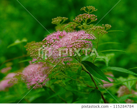 Rose family Spirea flower 115284784