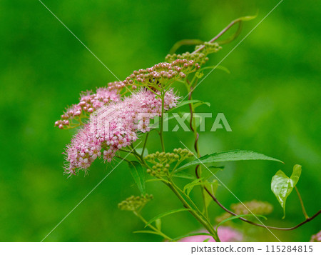 Rose family Spirea flower 115284815