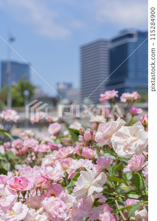 中之島公園玫瑰盛開 中之島公園玫瑰盛開 115284900