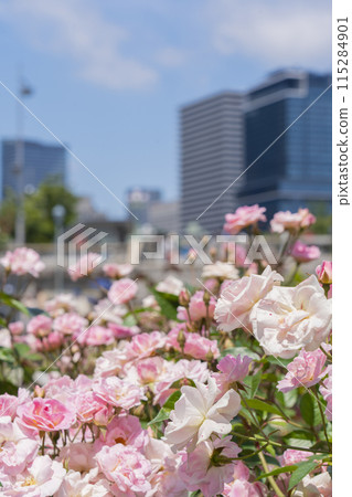 中之島公園玫瑰盛開 115284901
